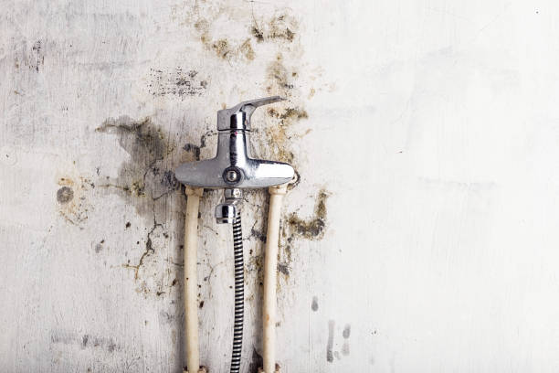 Best Affordable Mold Removal  in Cedar Glen Lakes, NJ