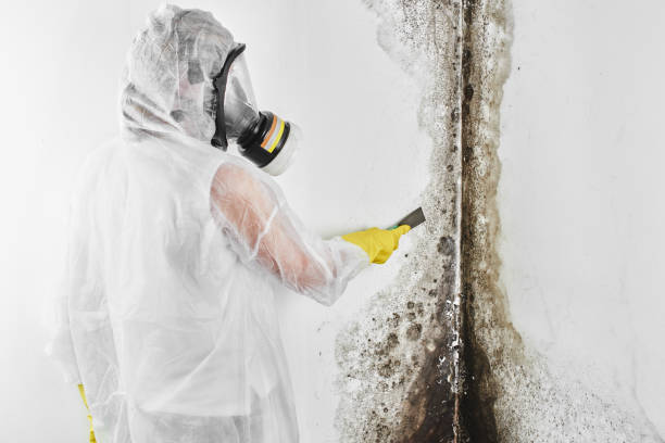 Attic Mold Removal in Cedar Glen Lakes, NJ