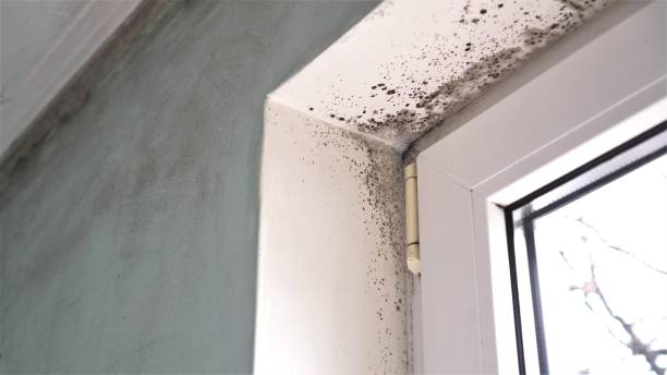 Mold Removal and Inspection in Cedar Glen Lakes, NJ