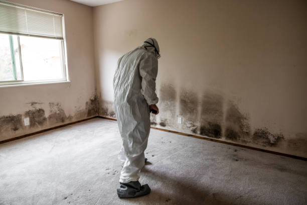 Best Attic Mold Removal  in Cedar Glen Lakes, NJ